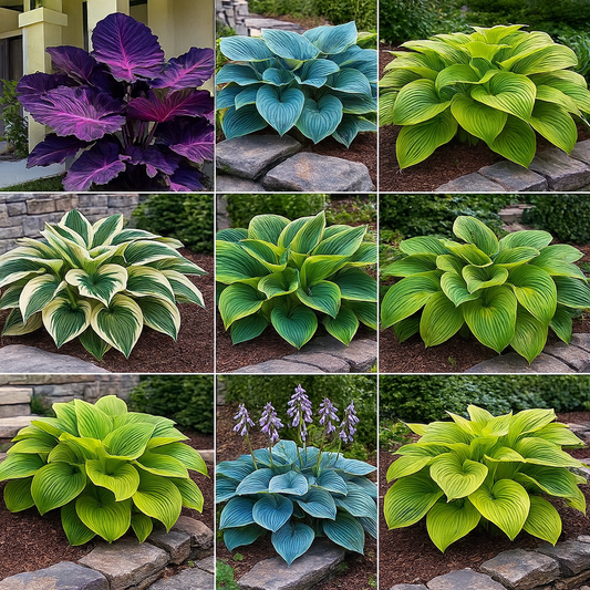 🔥Premium Quality Hosta Flower Seeds | Direct from Japan